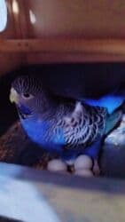 большая клетка для попугая: 🐦 Black face cavan cüt ilk balalar gəlir! 🐣 Rəngləri 💙 ciddi alıcı — 3