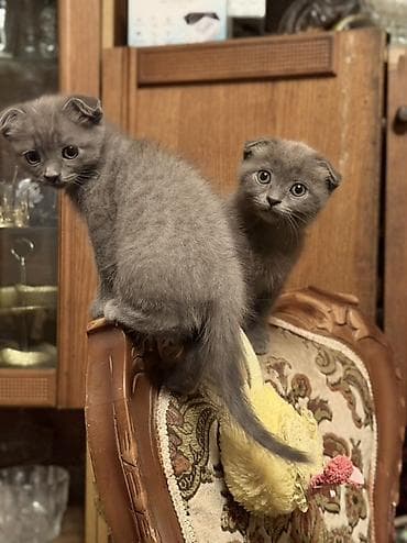 şotland pisik: Şotland — 2