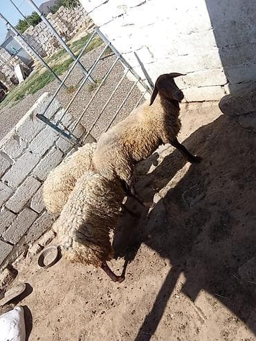 yorga at: Qoyunlar satılır 3 dənəsi 1.100 manata real alıcıya endirim olacaq — 7