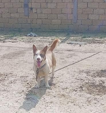 taksa it: Erkek, Peyvəndli — 2