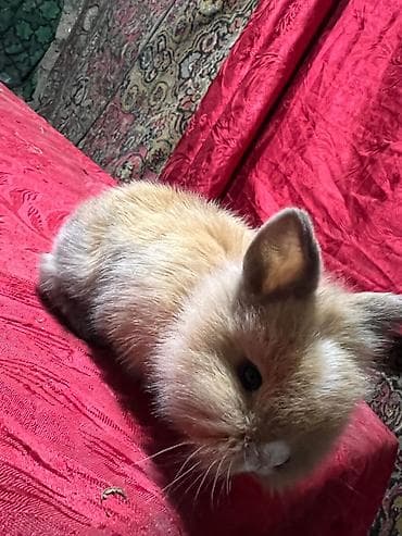 pitbul balaları: 🐰Dekorativ Lionhead bala dovsanlar 1 ayliq saglam, aktiv ve cox sirin — 7