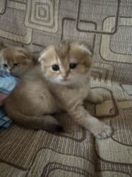 pişiy balası: Qızıl şinşilla, Erkək, Dişi, Yaxşı əllərə — 7