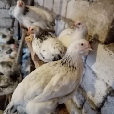 kend teserrufati avadanliqlari satisi: F6-serebrist cücələr satılır vitamin və dərmanlar verilib tam sağlam — 5