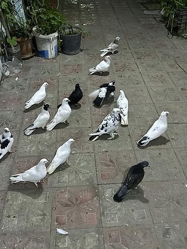 göyərçin pavlin: 14 quwdu tutulmalardi qiymet sondu 14 quwdu — 4