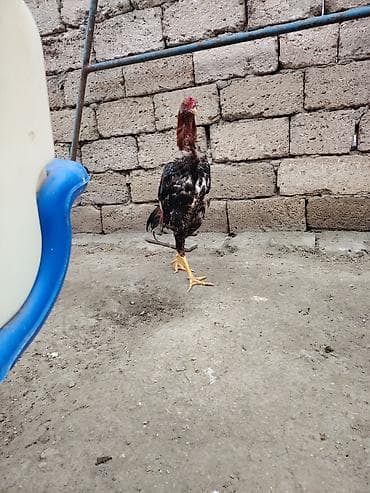 dəniz donuz: Cinsi: Uzunboyun, atletik quruluşlu döyüş tipli xoruz (gamefowl — 3