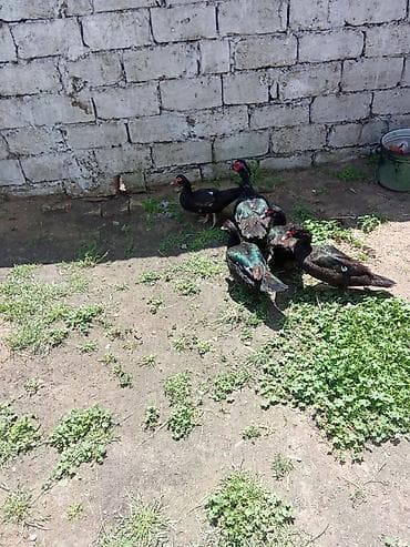 pitbul erkek: 4 dışı zumurut bir erkey satlir yumurtalayir dişler 22 manat erkey 30 — 1