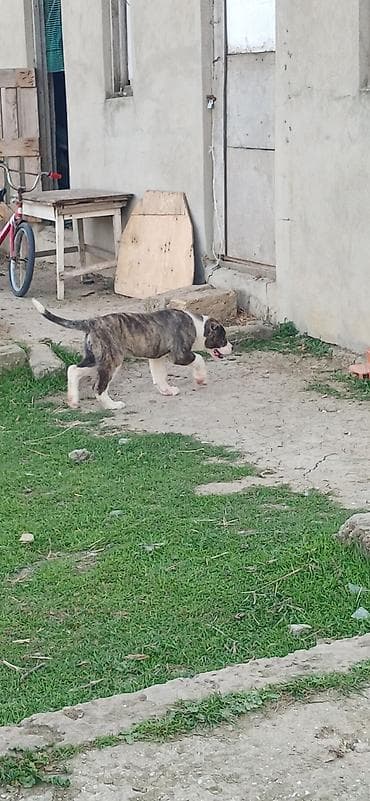 azerbaycan it adlari: Qurdbasar, 3 ay, Dişi, Peyvəndli, Ödənişli çatdırılma — 5