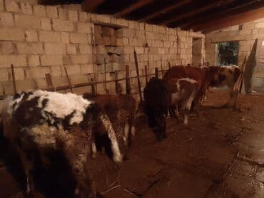 Gəmiricilər: Dana, buzov, Dişi, Simental, ay: 6, Damazlıq — 5