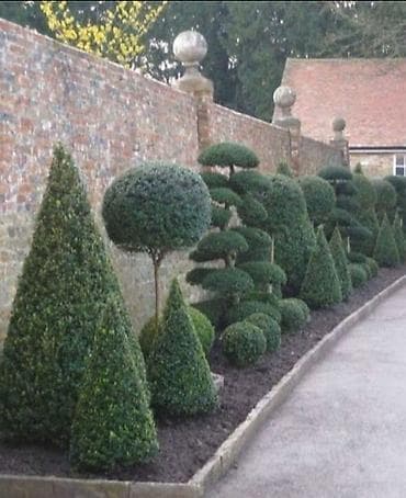 Dekorativ topiar dizaynı – bağ və həyətyanı sahələr üçün peşəkar