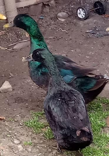 qaz satilir: Satışda – ördəklər kayuqa Xüsusiyyətlər: - Rənglər: parlaq — 1