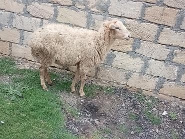 Mal-qara: Salam tam sağlam bağaz qoynlar 9 dənə yaşlıdılar endrimdə var — 7