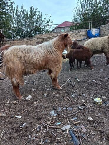 bmw 1 серия m135i at: Самец, Alpine, лет: 1, 60 кг, Для разведения, Самовывоз — 2