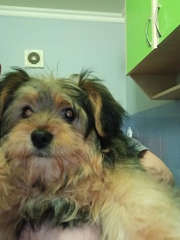 york tegovi: Yorkşir teryer, 5 ay, Erkek, Peyvəndli — 1