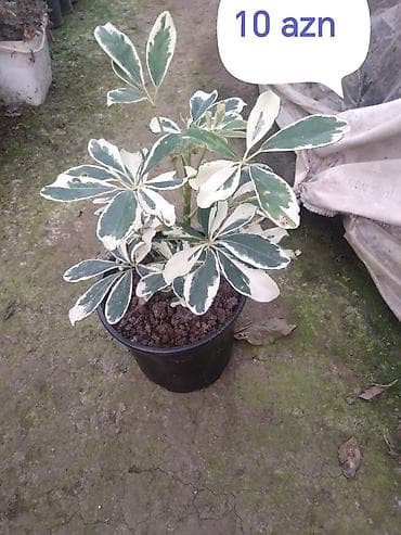 Комнатные растения: Qiymət, 5 7 10 azn Şeflera (Schefflera — 2