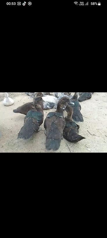 lal ordek nece gune bala cixardir: Muscovy (indo) ördək balaları – müxtəlif rənglərdə. - Cins — 3