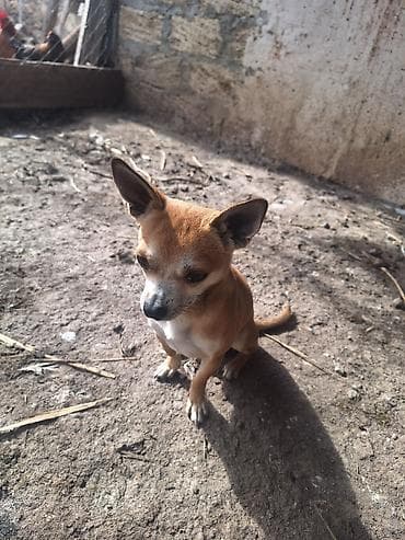 kavkaz coban iti: 2 ay, Erkek, Peyvəndli, Ünvandan götürmə — 7