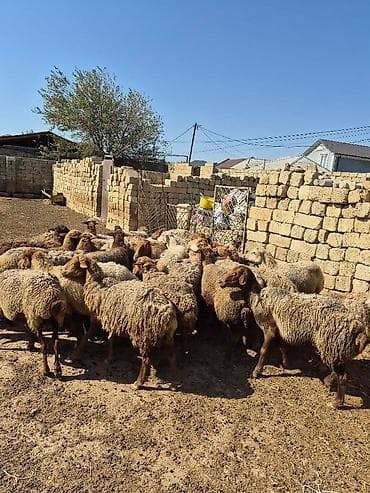it bala: Satlıq qoyun sürüsü. Şəkillərdə bir neçə başdan ibarət sürü görünür — 5