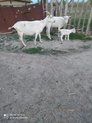 bala haski: Sanen Südlük keçi – bala ilə birlikdə - Cins: ağ südlük keçi Saanen — 5