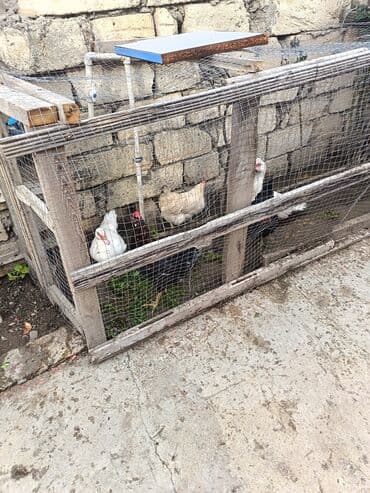 heyratı fere: Toyuq, Yumurtalıq — 6