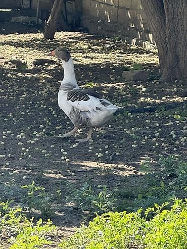 sarı quş: Satılır: qazlar
3 yerli qaz satılır 1 erkek, 2 kişi — 4