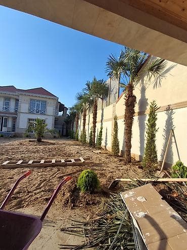 banan agaci: Landşaft ağac və kolları – fidanlar və iri qablarda dekorativ bitkilər — 6