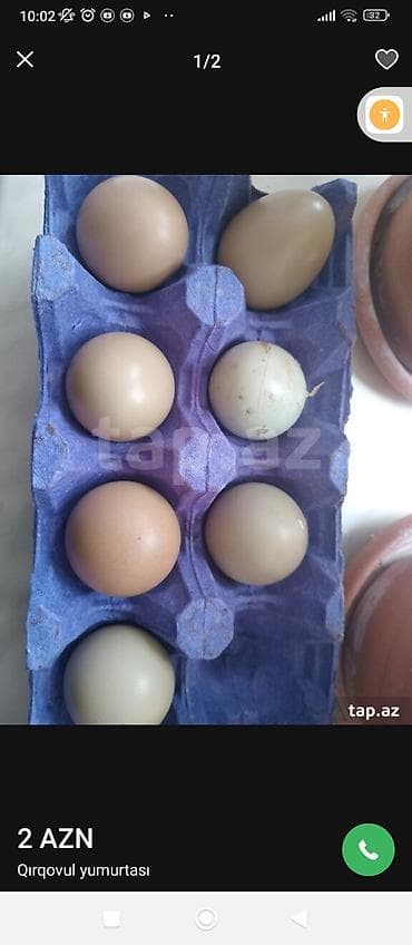 Məhsul: Qırqovul yumurtası • Növ: Ov/qırqovul (fazən) yumurtası •