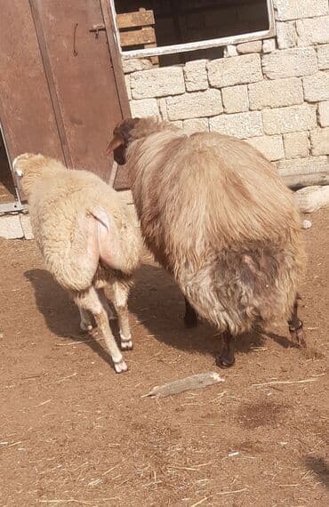 qoyun yanıbala: Erkək, il: 2, 130 kq, Damazlıq — 5