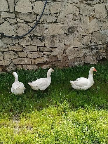 Qaz, lal və Pekin ördəklərinin satışı 10 Günlükkər 5manat 2 Günlük