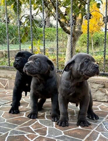 Собаки: Кане-корсо — 11