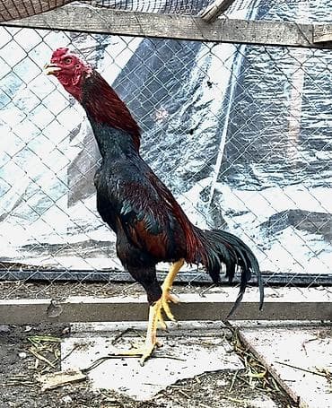 ucuz pişikler: Təsvir: - Cins: Uzunboyun döyüş tipi xoruz (Asil tipli görünüş) - — 3