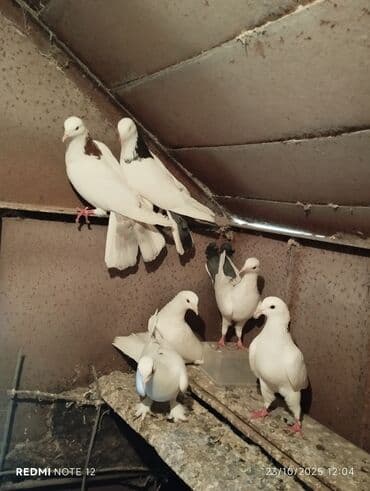 доска объявлений птицы: Tam sağlam 10 quş,tək tək ayrı qiymət real alıcıya endirimdə olacaq — 1