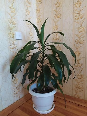 puşka: Drasena (Dracaena fragrans, “Corn Plant”) – dekorativ ev bitkisi - — 1
