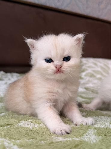 balaca pişik: Britan, Erkək — 2