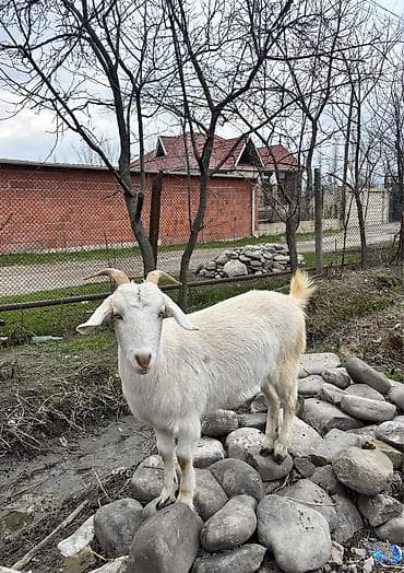 rus keçisi: Dişi, il: 1, Damazlıq, Ödənişli çatdırılma — 7