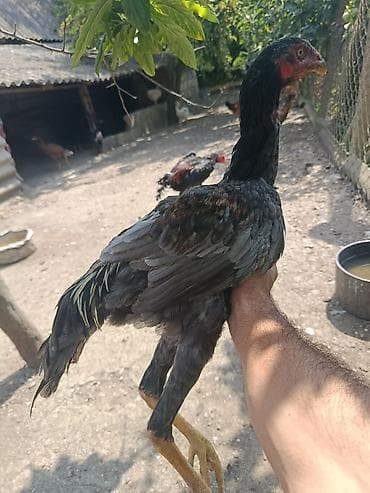 balaca it: Toyuq, Damazlıq — 1