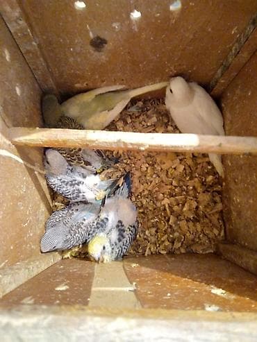 Pişiklər: Məhsul: Dalmatin, lutino, albino, göy, yaşıl və qarışıq rəng — 4