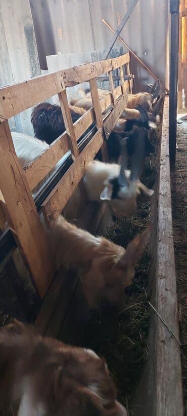 etibarli əllərə verilir: Salam.Tam sağlam kəsməyədə saxlamağada yarıyan,10ədəd əla çəpişlər — 2