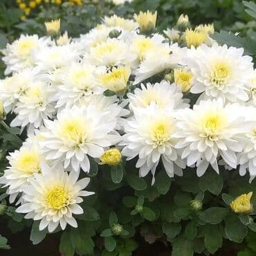 topdan gül satışı: Xrizantema payızgüllərinin topdan və pərakəndə satışı. Qiymətlər — 2