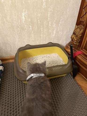 ev itiləri: Boz rəngli balaca pişik üçün tam dəst aksesuarlar Paketə daxildir: - — 4