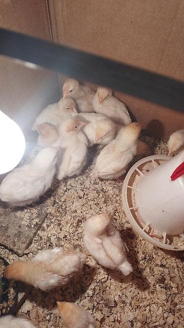 Digər heyvanlar: Lohman braun 3 gunluk 2.7 qepiy,,9 gunluk 3manat — 9