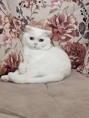 Digər heyvanlar: Şotland yastı qulaq — 3