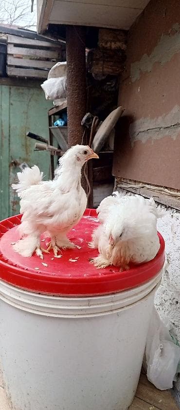 Cücə – bantam tipli ayaqları lələkli dekorativ toyuqlar - Rənglər — 3