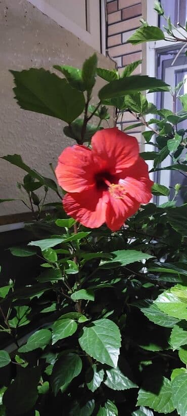 qırmızı gül şəkilləri: Qırmızı Hibiskus (Çin qızılgülü) – iri dibçəkdə, bol çiçəkli dekorativ — 3