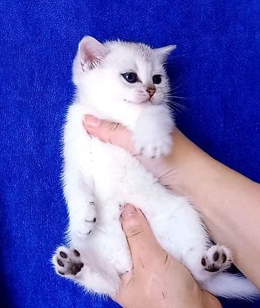 pisi: Britan, Erkək, Yaxşı əllərə, Ünvandan götürmə — 3