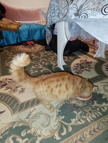 pişik latok: Sevimli pişik – narıncı rəngli, zolaqlı tüklər, qısa pəncələr və çox — 2