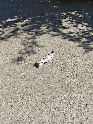 Salam Qarabaş erkəydi 2 dənə. Pay verilib, özümüzdə 3 cüt var deyə — 2