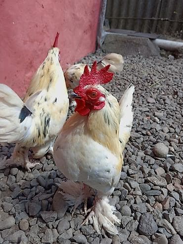 cins at: Toyuq, Damazlıq — 9