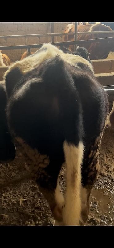 ari mumu satilir: 130-140 arasi cekileri var qiymet 2 sine aiddi — 2