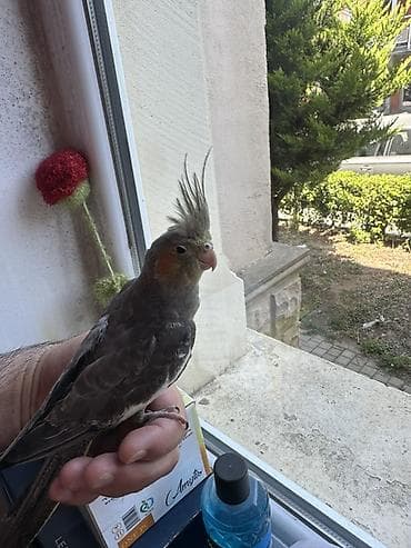Salam 2 aylıg korella balası satıram ele öyreşib cox aktiv quşdu ünvan — 3