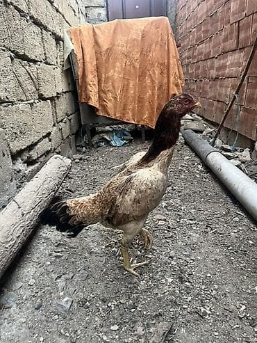 Собаки: Курица, Для разведения — 1